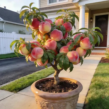 🔥 65K+ SOLD! 🍑 Rosylume "Honey Red" Dwarf Peach Tree Live Seeds